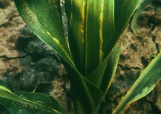 Pantoea stewartii subsp. stewartii